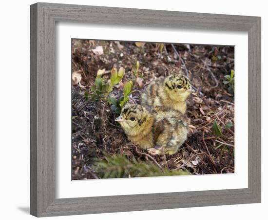 Two Capercaillie (Tetrao Urogallus) Chicks, Vaala, Finland, June-Markus Varesvuo-Framed Photographic Print