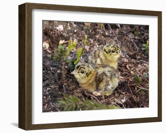 Two Capercaillie (Tetrao Urogallus) Chicks, Vaala, Finland, June-Markus Varesvuo-Framed Photographic Print