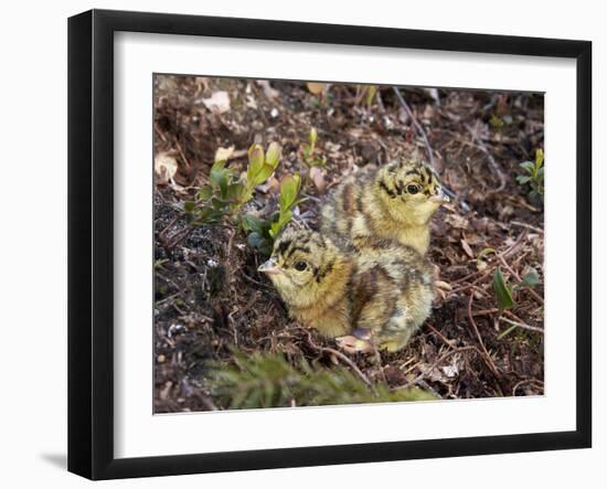 Two Capercaillie (Tetrao Urogallus) Chicks, Vaala, Finland, June-Markus Varesvuo-Framed Photographic Print