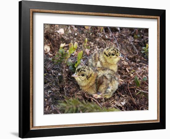 Two Capercaillie (Tetrao Urogallus) Chicks, Vaala, Finland, June-Markus Varesvuo-Framed Photographic Print