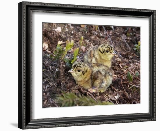 Two Capercaillie (Tetrao Urogallus) Chicks, Vaala, Finland, June-Markus Varesvuo-Framed Photographic Print