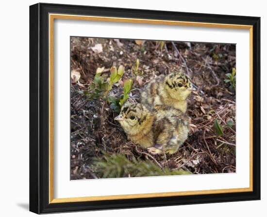 Two Capercaillie (Tetrao Urogallus) Chicks, Vaala, Finland, June-Markus Varesvuo-Framed Photographic Print