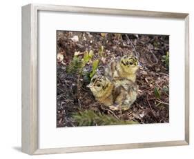 Two Capercaillie (Tetrao Urogallus) Chicks, Vaala, Finland, June-Markus Varesvuo-Framed Photographic Print