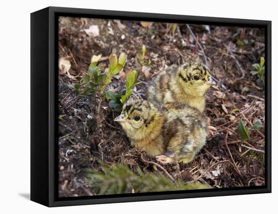 Two Capercaillie (Tetrao Urogallus) Chicks, Vaala, Finland, June-Markus Varesvuo-Framed Premier Image Canvas