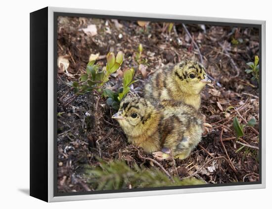 Two Capercaillie (Tetrao Urogallus) Chicks, Vaala, Finland, June-Markus Varesvuo-Framed Premier Image Canvas