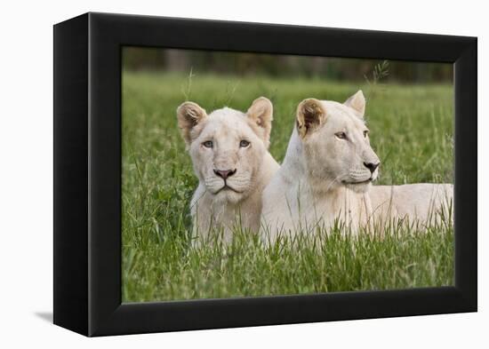 Two Captive White Lions Laying In The Grass. South Africa-Karine Aigner-Framed Premier Image Canvas