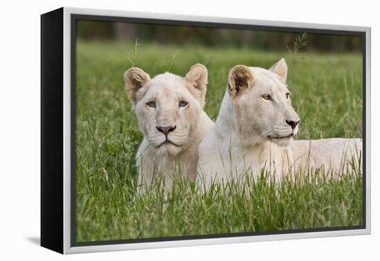 Two Captive White Lions Laying In The Grass. South Africa-Karine Aigner-Framed Premier Image Canvas