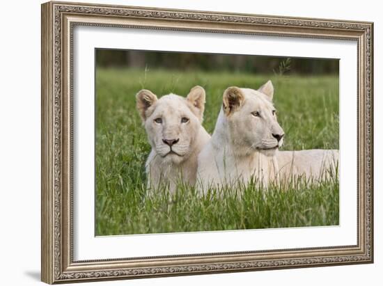 Two Captive White Lions Laying In The Grass. South Africa-Karine Aigner-Framed Photographic Print