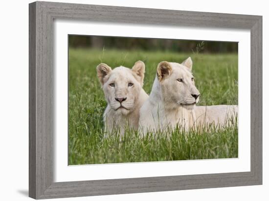 Two Captive White Lions Laying In The Grass. South Africa-Karine Aigner-Framed Photographic Print