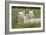 Two Captive White Lions Laying In The Grass. South Africa-Karine Aigner-Framed Photographic Print