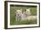 Two Captive White Lions Laying In The Grass. South Africa-Karine Aigner-Framed Photographic Print