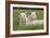 Two Captive White Lions Laying In The Grass. South Africa-Karine Aigner-Framed Photographic Print