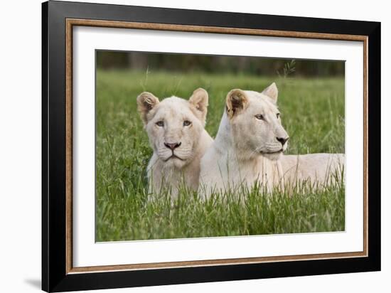 Two Captive White Lions Laying In The Grass. South Africa-Karine Aigner-Framed Photographic Print