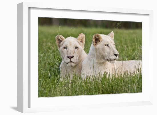 Two Captive White Lions Laying In The Grass. South Africa-Karine Aigner-Framed Photographic Print