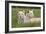 Two Captive White Lions Laying In The Grass. South Africa-Karine Aigner-Framed Photographic Print