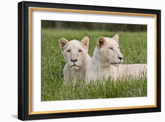 Two Captive White Lions Laying In The Grass. South Africa-Karine Aigner-Framed Photographic Print