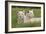 Two Captive White Lions Laying In The Grass. South Africa-Karine Aigner-Framed Photographic Print