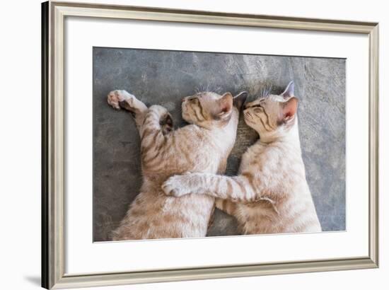 Two Cat Kitten Brethren Sleeping Hug Embrace-Mumemories-Framed Photographic Print