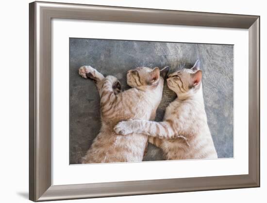 Two Cat Kitten Brethren Sleeping Hug Embrace-Mumemories-Framed Photographic Print