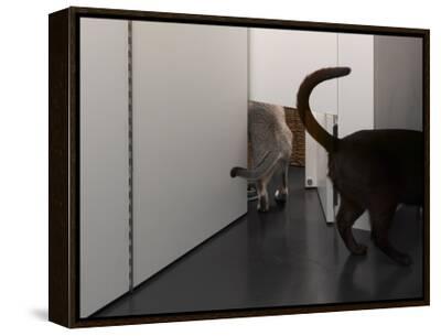 flat cats door screen