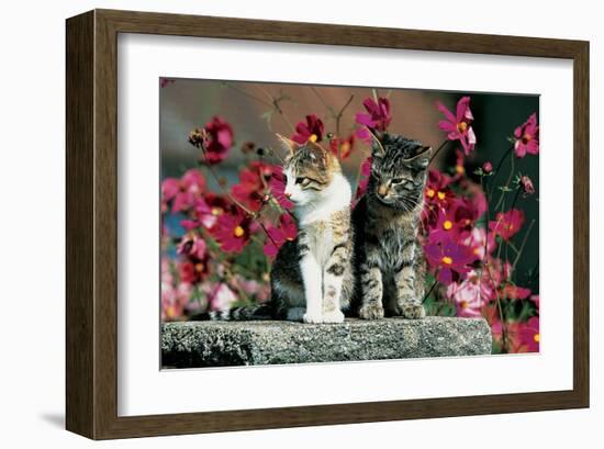 Two Cats On A Pedastal-null-Framed Art Print