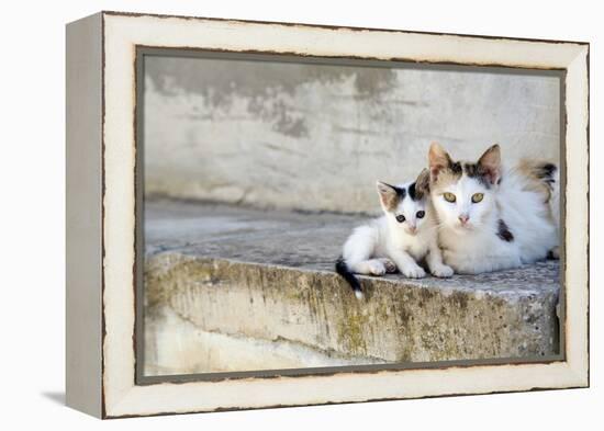 Two Cats on Stone Steps-Alberto Coto-Framed Premier Image Canvas