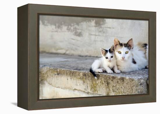 Two Cats on Stone Steps-Alberto Coto-Framed Premier Image Canvas