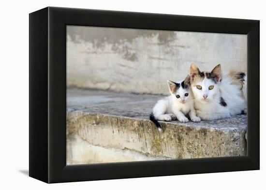 Two Cats on Stone Steps-Alberto Coto-Framed Premier Image Canvas