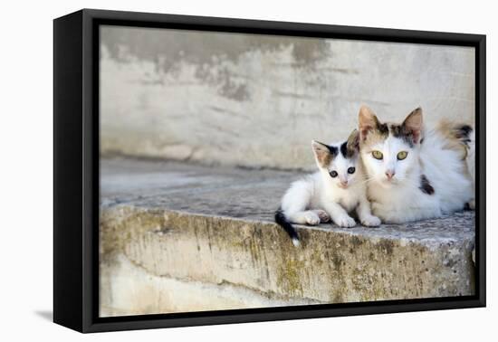 Two Cats on Stone Steps-Alberto Coto-Framed Premier Image Canvas