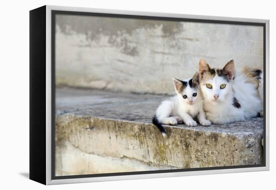 Two Cats on Stone Steps-Alberto Coto-Framed Premier Image Canvas