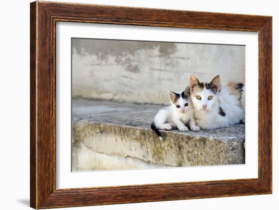 Two Cats on Stone Steps-Alberto Coto-Framed Photographic Print