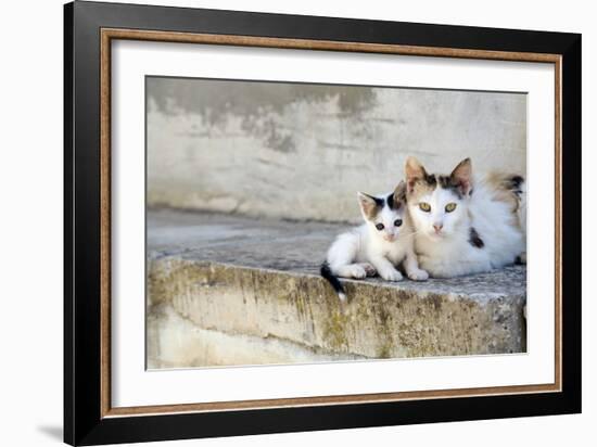 Two Cats on Stone Steps-Alberto Coto-Framed Photographic Print