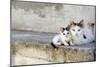 Two Cats on Stone Steps-Alberto Coto-Mounted Photographic Print