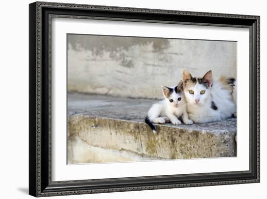 Two Cats on Stone Steps-Alberto Coto-Framed Photographic Print