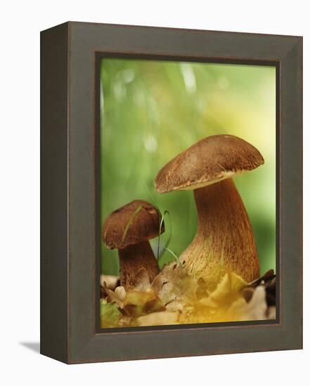 Two Ceps (Boletus Edulis) in Leaves-Vladimir Shulevsky-Framed Premier Image Canvas