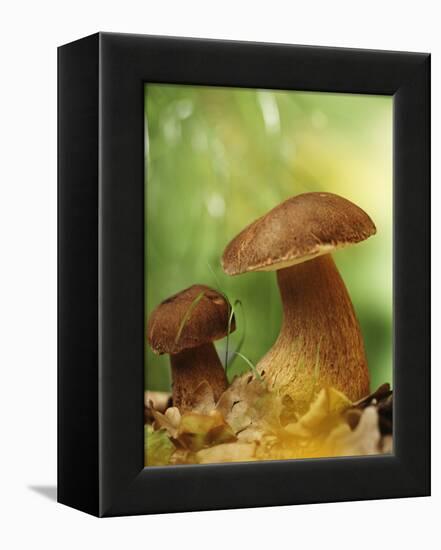 Two Ceps (Boletus Edulis) in Leaves-Vladimir Shulevsky-Framed Premier Image Canvas