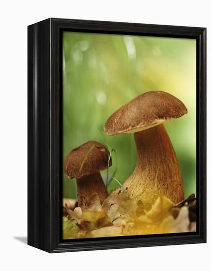 Two Ceps (Boletus Edulis) in Leaves-Vladimir Shulevsky-Framed Premier Image Canvas