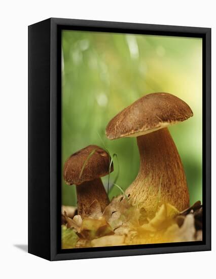 Two Ceps (Boletus Edulis) in Leaves-Vladimir Shulevsky-Framed Premier Image Canvas