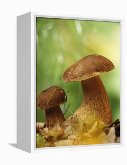 Two Ceps (Boletus Edulis) in Leaves-Vladimir Shulevsky-Framed Premier Image Canvas