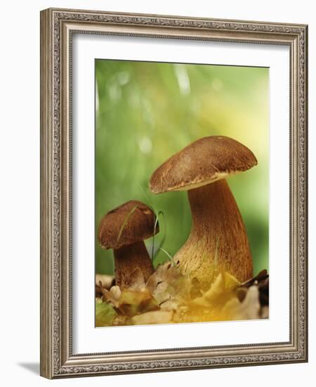 Two Ceps (Boletus Edulis) in Leaves-Vladimir Shulevsky-Framed Photographic Print