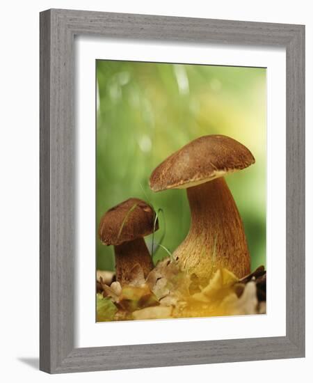 Two Ceps (Boletus Edulis) in Leaves-Vladimir Shulevsky-Framed Photographic Print