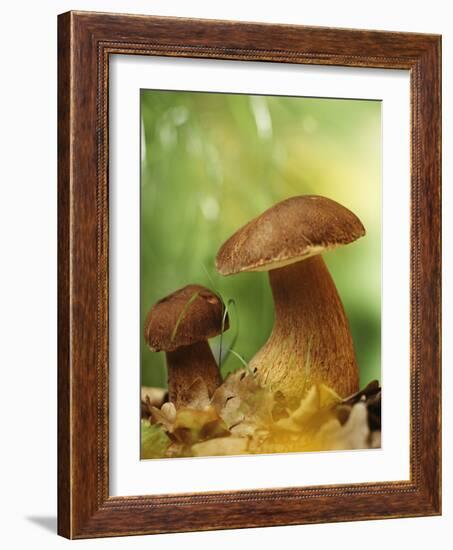 Two Ceps (Boletus Edulis) in Leaves-Vladimir Shulevsky-Framed Photographic Print