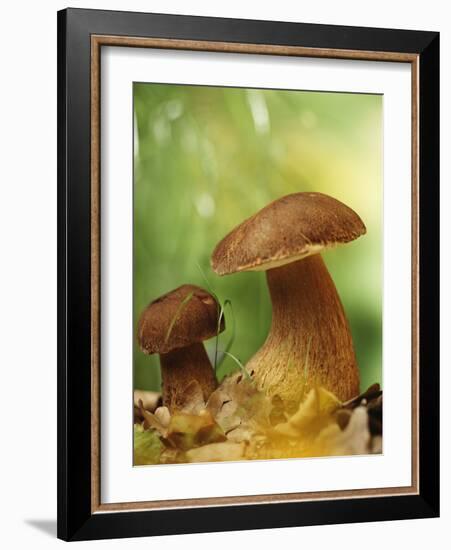 Two Ceps (Boletus Edulis) in Leaves-Vladimir Shulevsky-Framed Photographic Print