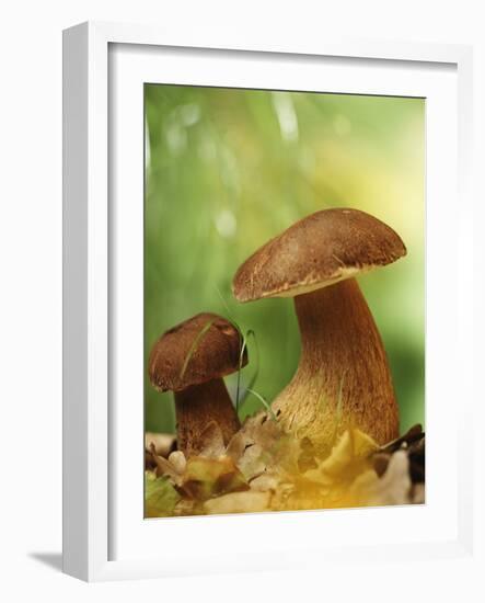 Two Ceps (Boletus Edulis) in Leaves-Vladimir Shulevsky-Framed Photographic Print