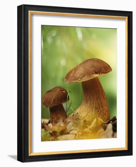 Two Ceps (Boletus Edulis) in Leaves-Vladimir Shulevsky-Framed Photographic Print