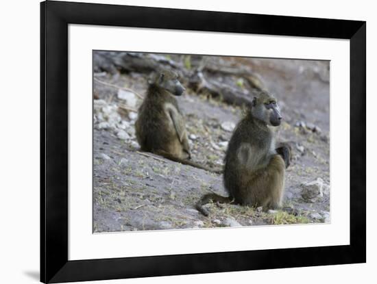 Two chacma baboons (Papio ursinus), Chobe National Park, Botswana, Africa-Sergio Pitamitz-Framed Photographic Print