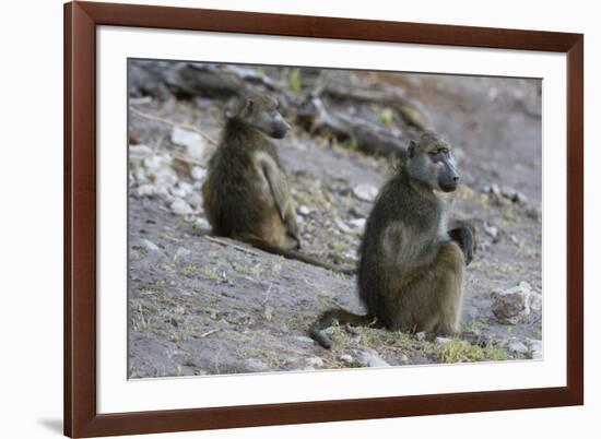 Two chacma baboons (Papio ursinus), Chobe National Park, Botswana, Africa-Sergio Pitamitz-Framed Photographic Print