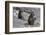 Two chacma baboons (Papio ursinus), Chobe National Park, Botswana, Africa-Sergio Pitamitz-Framed Photographic Print