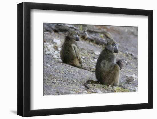 Two chacma baboons (Papio ursinus), Chobe National Park, Botswana, Africa-Sergio Pitamitz-Framed Photographic Print