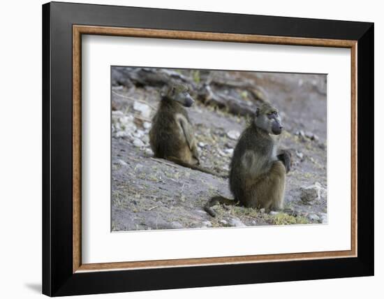 Two chacma baboons (Papio ursinus), Chobe National Park, Botswana, Africa-Sergio Pitamitz-Framed Photographic Print